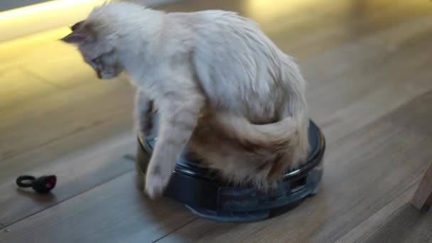 청소기에서 고양이가 뛰어오르는 장치가 동물이 달아난다 고양이와 집안에서 기구를 청소하는 — 비디오