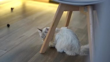 Sandalyenin altına saklanan korkmuş kedi yavrusu süpürücü robot içeri giriyor ve evcil hayvan kaçıyor. Yüksek açılı ev hayvanı ve modern ev aletleri kapalı alanda.