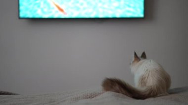 Arka manzara meraklı kedi TV 'de sıçrayıp ekranda balık yakalamaya çalışıyor. Sevimli pofuduk kedi yavrusu evde oynarken eğleniyor.