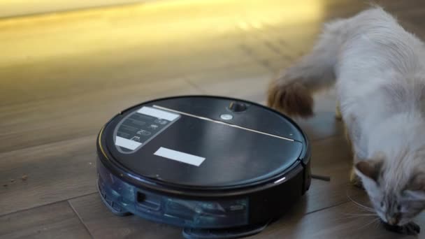 Meraklı Kedi Yavrusu Oyuncakla Oynuyor Robotik Elektrikli Süpürge Gibi Evcil — Stok video