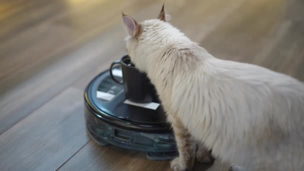 丸みを帯びた掃除機のカップから水を屋内で飲む子猫 高い角度ビューベージュのファンふわふわ喉の渇きペットと現代のロボット掃除機 — ストック動画