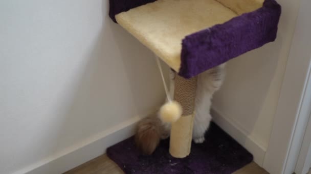 Kadın Eli Kürklü Topu Bırakıyor Kedi Içeride Yavaş Çekimde Oyuncakla — Stok video