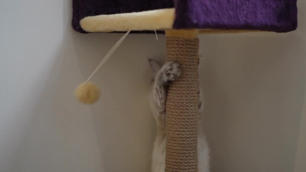 Nyfiken Bedårande Kattunge Leker Med Leksak Hängande Repor Stolpe Och — Stockvideo