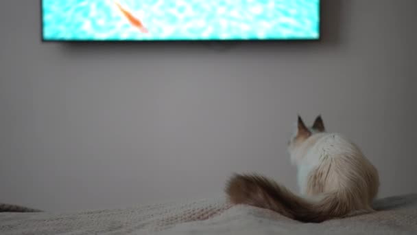 回头看好奇的猫在看电视时试著在屏幕上抓鱼 可爱的绒毛猫咪在卧室里玩乐 — 图库视频影像