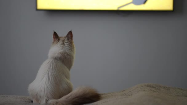 Zadní Pohled Soustředěný Koťátko Jak Sedí Doma Posteli Dívá Televizi — Stock video