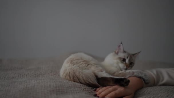 可爱的小猫在柔软舒适的床上用女性的手咬着手指玩耍 在家里卧室里与难以辨认的女人玩乐的古怪玩世不恭的家猫的画像 — 图库视频影像