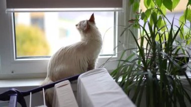 Pofuduk kedi pencere kenarına oturmuş, saksıdaki yeşil bitkiyi kokluyor. Evdeki bej rengi sevimli hayvan.