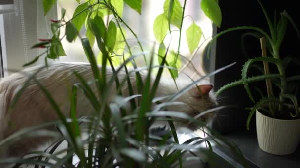 Kočka Zelené Listy Rostlin Květináči Parapetu Chlupaté Plavovlasé Kotě Žvýkací — Stock video