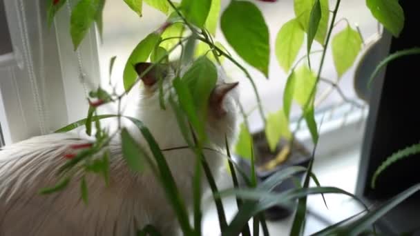 在窗台上的家用植物上 有猫科动物嗅闻和咀嚼绿叶的气味 特写好奇毛绒绒猫在家里吃花 — 图库视频影像
