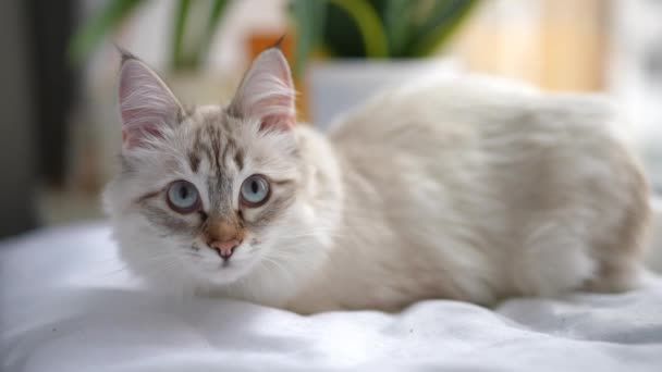 Білий Бежевий Кіт Лежить Якій Подушці Дивлячись Камеру Відвертаючись Повільному — стокове відео