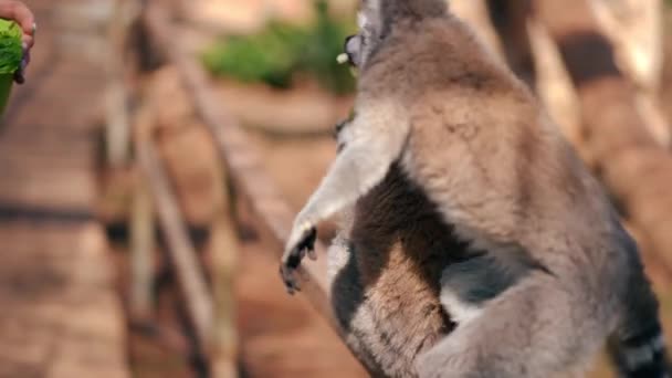 Lémur Juguetón Saltando Sobre Animal Sentado Bajo Sol Masticando Deliciosa — Vídeo de stock