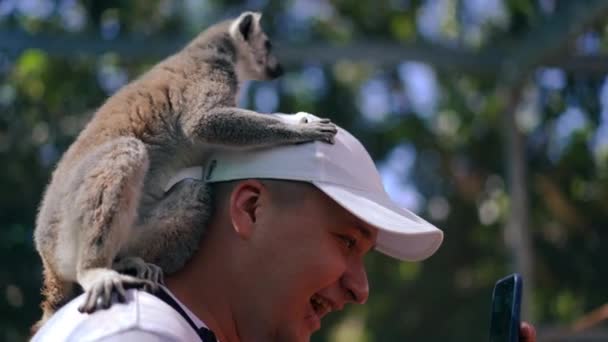 Primer Plano Joven Emocionado Tomando Selfie Con Lémures Zoológico Cámara — Vídeo de stock