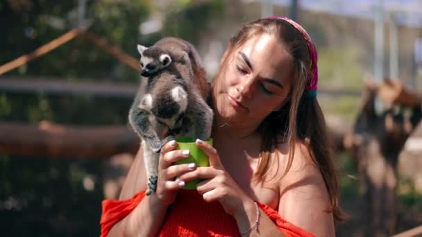 Happy Young Woman Feeding Adult Lemur Little Baby Animal Back — Stock Video