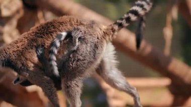 Yan görüntü takibi yetişkin lemur yavaş çekimde yürürken karnında yavru bir hayvan asılı ve ayrılıyor. Canlı kamera, Kıbrıs 'ta hayvanat bahçesinde gün ışığında gezen kendinden emin primatı izliyor