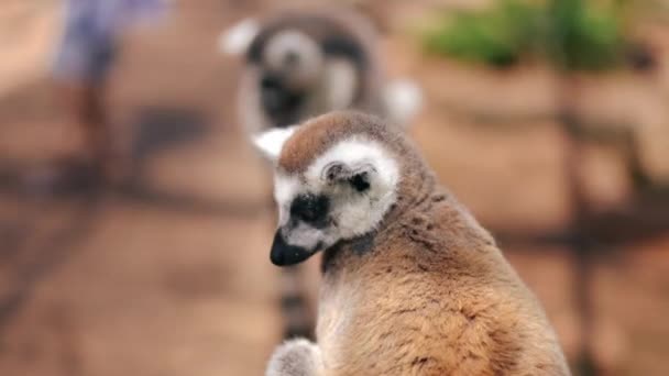 Sidovy Lurviga Lemur Sitter Djurparken Ser Sig Omkring Söt Primat — Stockvideo
