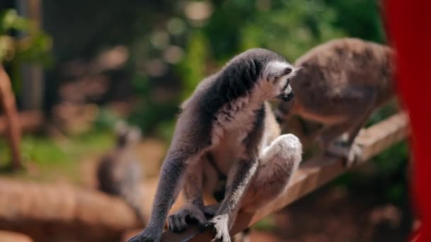 Ciekawy Lemur Spoglądający Wstecz Zwolnionym Tempie Siedzący Słoneczny Letni Dzień — Wideo stockowe