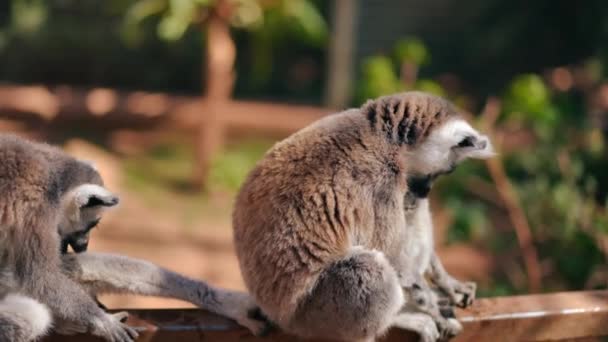 侧面看可爱的狐猴慢动作地清洁毛皮 坐在木制树枝上晒太阳 塞浦路斯动物园里用舌头洗脚的可爱动物 — 图库视频影像