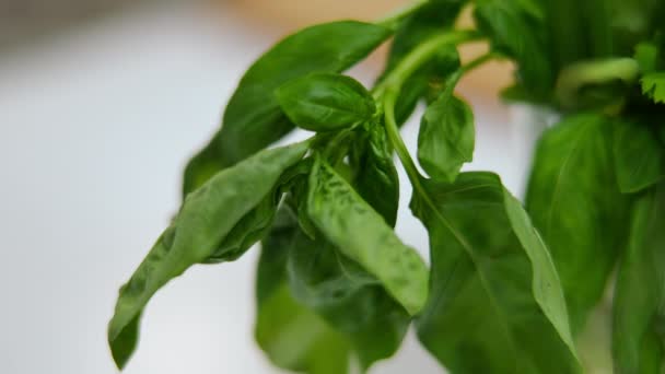 Folhas Verdes Close Ingrediente Salada Mão Caucasiana Fêmea Tomando Folhas — Vídeo de Stock