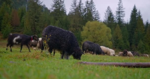 Oveja Negra Comiendo Hierba Verde Con Rebaño Pastando Fondo Ganado — Vídeos de Stock