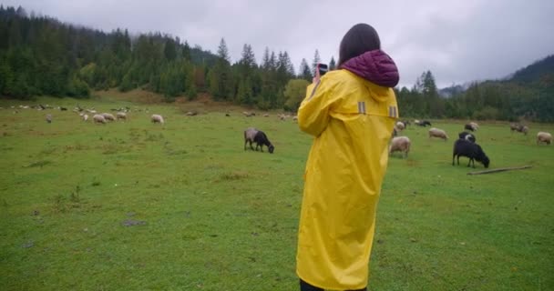Achteraanzicht Jonge Vrouw Gele Regenjas Fotograferen Schapen Grazen Weiland Nieuwsgierige — Stockvideo