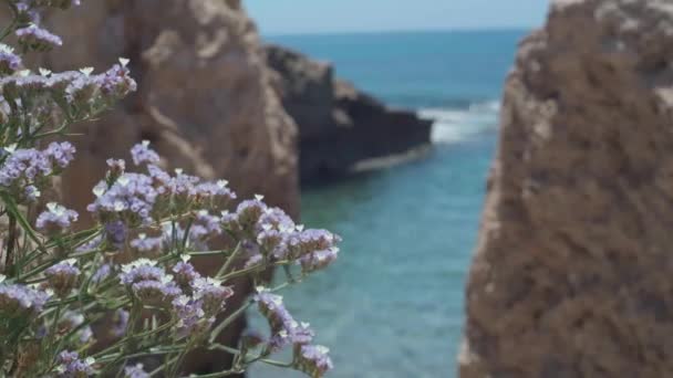 Akdeniz Koyu Nun Arka Planında Mor Çiçekli Çalılık Kıbrıs Okyanusun — Stok video