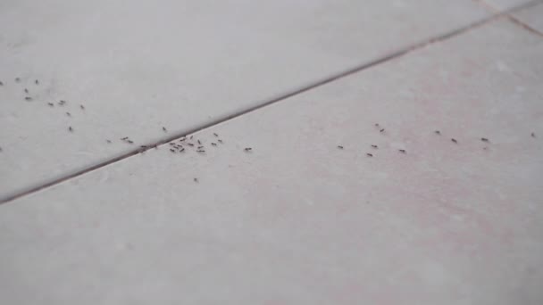 一排排活跃的昆虫在室内白色瓷砖地板上奔跑 蚂蚁在室内活动高角镜特写 — 图库视频影像