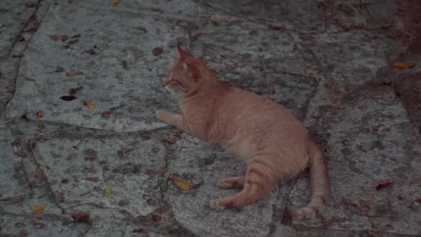 Alto Ángulo Vista Gato Rojo Acostado Pavimento Piedra Mirando Alrededor — Vídeos de Stock