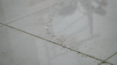 Yavaş çekimde beyaz fayanslar üzerinde hareket eden karıncaların sırası. Evin içindeki böceklerin yüksek açılı görüntüsü.