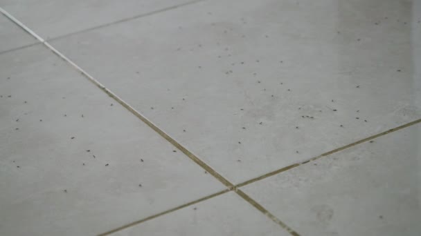 蚂蚁散落在地板上 慢吞吞地在室内奔跑 室内白色瓷砖上的昆虫 — 图库视频影像