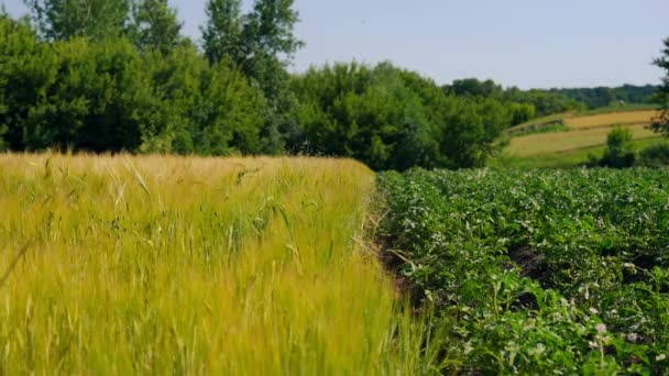 田间生长的农业植物 在阳光下缓慢地刮风 夏秋室外广放黄绿草本植物 — 图库视频影像