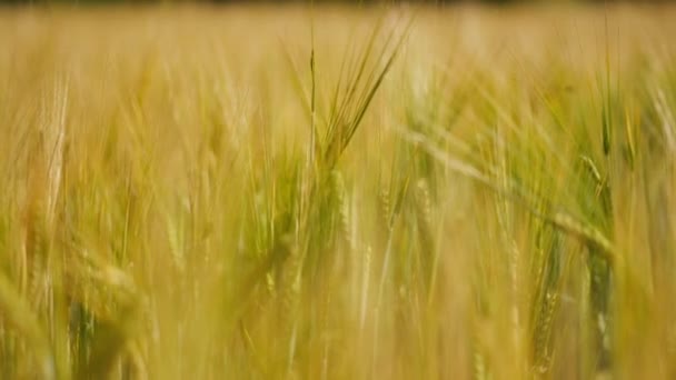 農地の閉鎖に熟した収穫 夏の遅い動きで成長しているクローズアップ黄金の全粒小麦秋の日差し屋外 — ストック動画