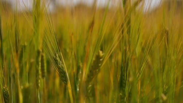 밀밭을 클로즈업 호밀은 날에는 여름의 곳이다 서서히 자라는 농작물 — 비디오