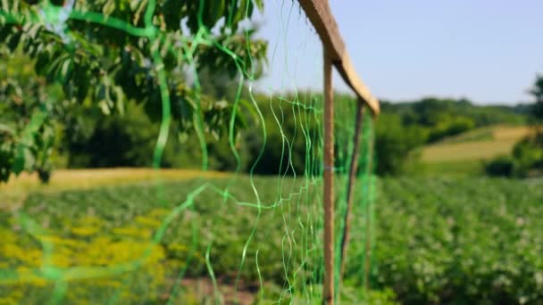 晴れた夏の日に農業分野で屋外の緑のメッシュフェンス 人のいない田舎で育つ緑の植物や野菜 — ストック動画