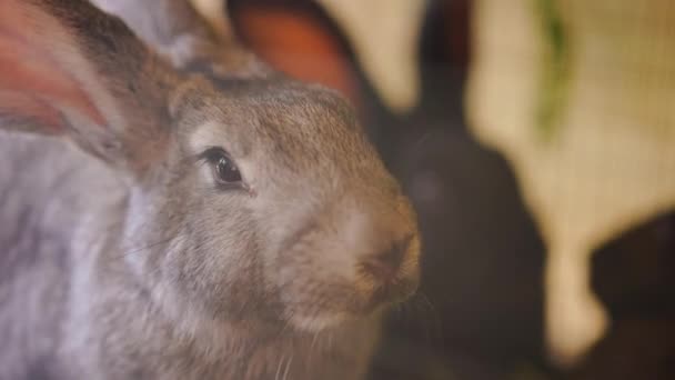 用灰兔的近视脸咀嚼食物 农村牛场的圈养家畜 — 图库视频影像
