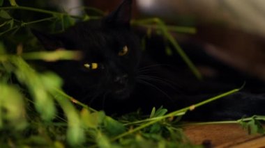 Sarı gözlü, yakın plan siyah kedi yeşil çimenlerde uyuyor ağır çekimde esniyor ve gözleri kapanıyor. Kendine güvenen tasasız evcil hayvan portresi.