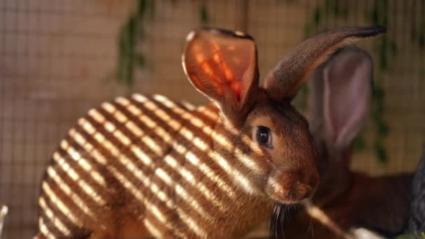 檻の中で日光に座ってカメラを見て長い耳を持つ愛らしいウサギ 村の毛皮の哺乳動物のサイドビューの肖像画 スローモーション — ストック動画