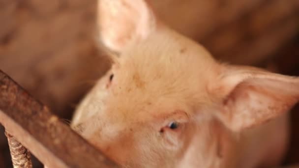 헛간에서 동작으로 둘러보고 호기심많은 돼지의 농장에서 가축을 — 비디오
