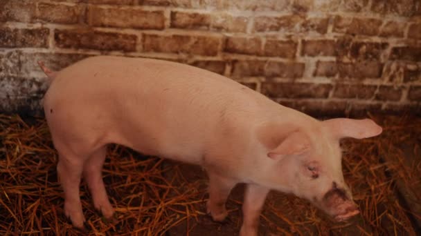 돼지들은 헛간의 각도에서 천천히 가축화 동물들 집안의 농장에서 뒹굴고 — 비디오