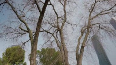 Arka plandaki alçak açılı yapraksız bahar ağacı bulutlu gökyüzü ve sağdaki gökdelenler. Şehir parkı fabrikaları açık havada