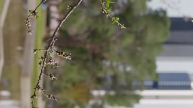 Yaprak tomurcukları olan yakın çekim dalı ve arka plandan geçen bulanık bir kadın. Şehir parkında büyüyen dikey video kapatma ağacı