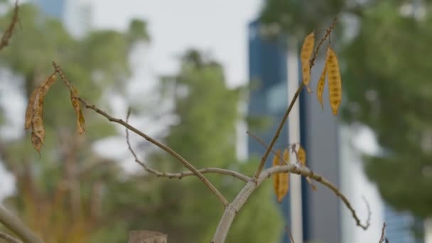 Szczelnie Żółty Liść Gałęzi Drzewa Odrywająca Się Ręka Białej Kobiety — Wideo stockowe