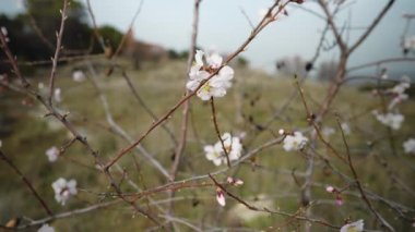 Ağaçların dalında yetişen, rüzgarda ağır çekimde hareket eden yakın plan beyaz çiçekler. Çiçek açan yapraksız bitkiler.