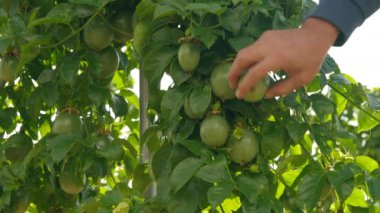 Yazın, açık havada, çalılıklarda yeşil meyvelere dokunan beyaz bir erkek. Tanımlanamayan çiftçi bahçedeki olgunlaşmamış hasadı kontrol ediyor.