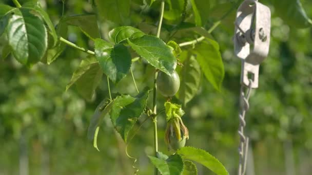 Fruta Tropical Verde Inmadura Colgando Una Rama Arbusto Verde Bajo — Vídeos de Stock