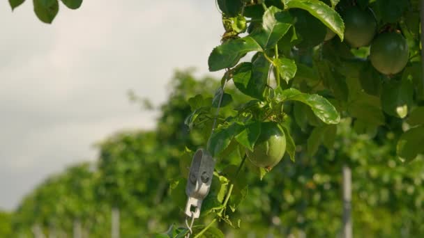 在绿树的背景下 枝条上的金属脊杆和未成熟的果实 室外花园的灌木上生长着不成熟的特写浆果 — 图库视频影像