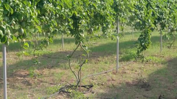 屋外の灌漑水システムを備えた庭で登山ブッシュの列 春夏の農場の日に日差しで果実のない緑の植物 — ストック動画
