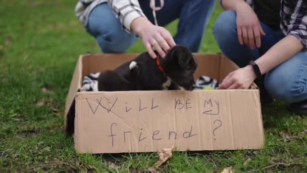 Bedårande Söt Valp Hund Repor Sitter Papperslådan Parken Med Oigenkännliga — Stockvideo