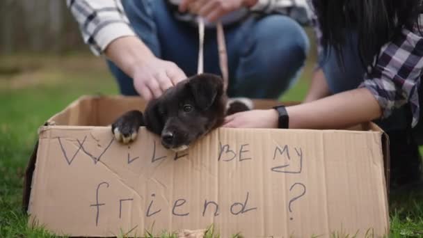 Kutudaki Siyah Köpek Portresi Arkadaşım Olur Musun Tüylü Tüylü Evcil — Stok video