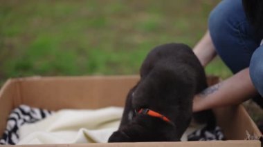 Yaz parkında genç bayana dişi eller sevimli köpek yavrusu uzatıyor. Yakın plan şirin tüylü siyah beyaz köpek ve yeni sahibi açık hava.