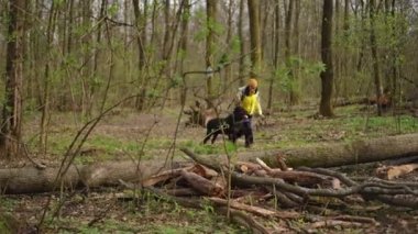 Ormanda koşup ağaç gövdesinden atlayan kendinden emin bir kadın ve köpek. Açık havada parkta beyaz kadın antrenman hayvanı.